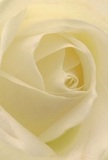 Drawn close to its core, you find yourself nestled among the silken spiral of petals at the heart of this classic cream-white rose-a true embodiment of South Wimbledon's grace and poise. Each ivory curve forms a soft swirl, their texture conjuring the cool, dewy feel of early mornings in Abbey Recreation Ground. Light brushes over the petals, sculpting delicate shadows that lend the blossom both depth and gentle drama, illuminating the subtle artistry present in every locally handmade bouquet. The mood is peaceful, as if pausing for a moment of reflection on a quiet afternoon in the neighbourhood. This bloom's understated sweetness, imagined in its gentle fragrance, speaks volumes-making it a perfect symbol for sympathy, admiration, or marking life's new beginnings. The craftsmanship behind this close-up image not only celebrates the rose's natural beauty, but also the thoughtful hands of South Wimbledon's local florists, who infuse each arrangement with heartfelt emotion and a genuine connection to the community they serve.